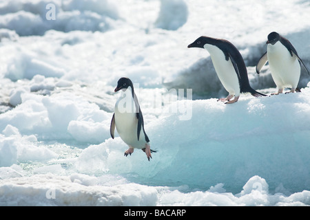 Adelie penguins Pygoscelis adeliae jumping off sea pack ice Paulet Island Antarctic Peninsula Antarctica Stock Photo