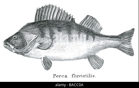 perch perca fluviatilis Perca fish freshwater Percidae Perciformes Animalia Chordata Actinopterygii Perca Stock Photo