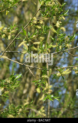 White Willow, Salix alba, Salicaceae, Male Catkins in April Stock Photo