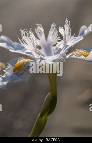 Fringed or Japanese Iris (Iris japonica) blooming in silhouette in April in Japan's Kanto region Stock Photo