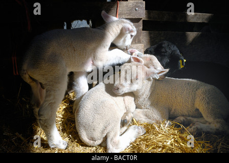 Four newborn lambs cuddled together in a pen Stock Photo