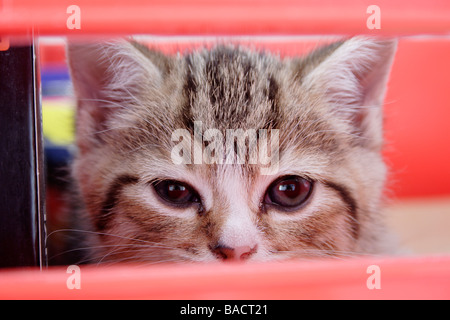 portrait young tabby kitten peering through red box Stock Photo