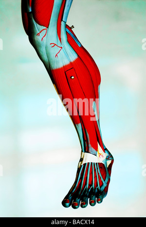 Close-up of the muscles of a leg Stock Photo