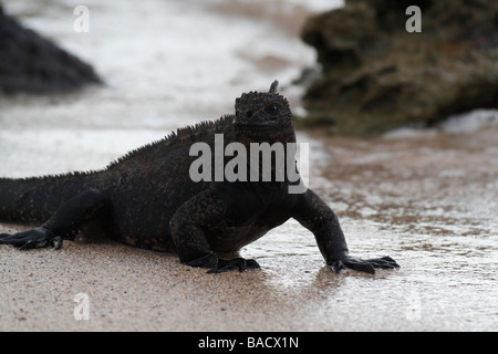 Marine Iguana (Amblyrhynchus cristatus ssp. hassi). Dragon Hill, Santa Cruz Island, Galapagos Islands. Stock Photo