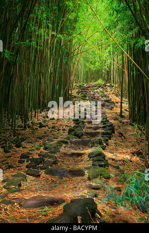 Bamboo forest along the Pipiwai trail to Waimoku Fall in the Kipahulu area of Haleakala National Park in Maui Hawaii Stock Photo