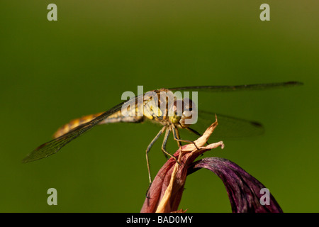 A dragon fly on an iris flower Stock Photo