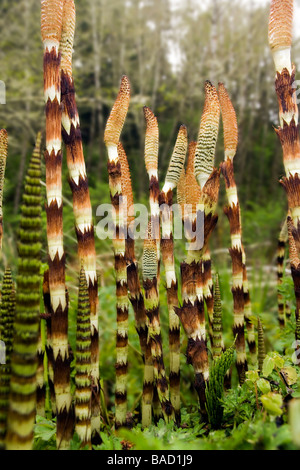Horsetail / Scouring Rush - Cape Disappointment State Park, Washington Stock Photo