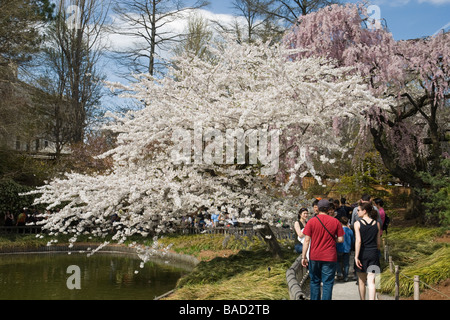 People enjoying the cherry blossoms at the Brooklyn Botanic Garden on a beautiful spring day Stock Photo