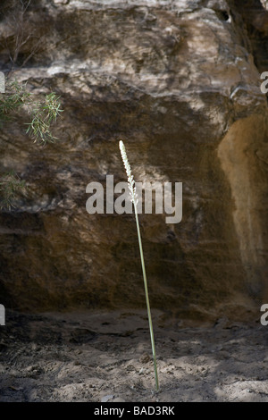 Mountain trail above the desert, Beidha (10 km. North of Petra) Archaeological Reserve Jordan Stock Photo