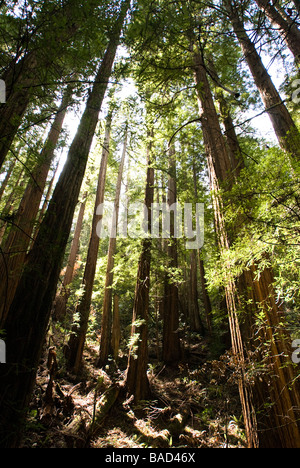 Sequoia Forest in California Stock Photo