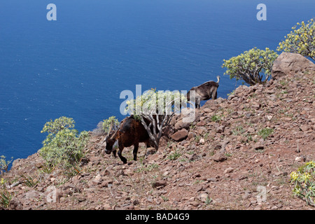 Looking down from the La Merica plateau on La Gomera. Goats pass the path and some Euphorbia balsamifera. Stock Photo