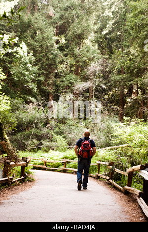 Sequoia Forest in California Stock Photo