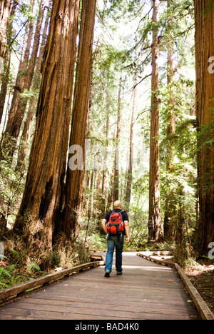 Sequoia Forest in California Stock Photo