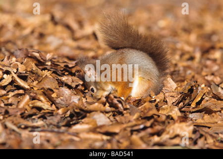 Red Squirrel (Sciurus vulgaris) foraging amongst Beech leaves, Cumbria, England, UK Stock Photo