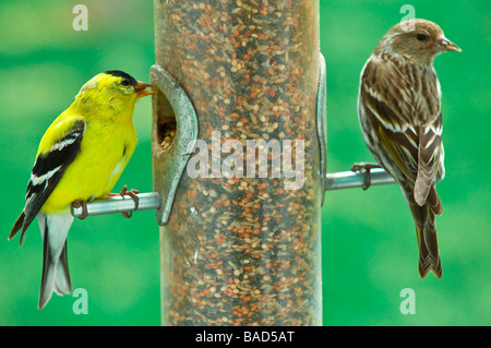 Goldfinch Male and Pine Siskin on Bird Feeder Stock Photo