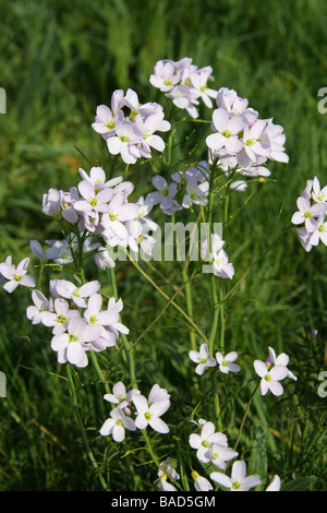 Cuckoo Flower Cardamine pratensis Ladys Smock Brassicaceae Stock Photo