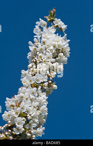 Ornamental cherry (Prunus sp.) flowering Blacktoft Sands RSPB Nature Reserve Whitgift Goole East Yorkshire England UK Europe Stock Photo