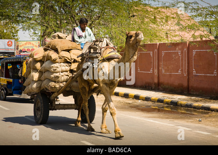 Man riding on a camel drawn cart along a road, Bikaner, Rajasthan, India Stock Photo