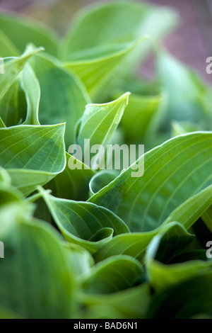 hosta leaves Stock Photo