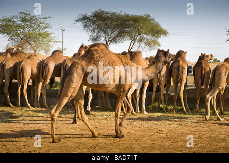 Camels at the National Camel Research Centre, Jorbeer, Bikaner, Rajasthan, India Stock Photo