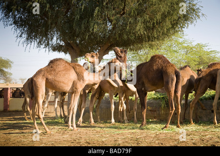 Camels at the National Camel Research Centre, Jorbeer, Bikaner, Rajasthan, India Stock Photo