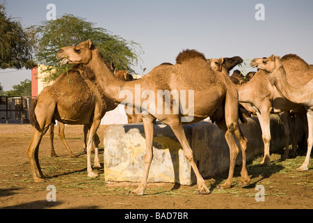 Camels at the National Camel Research Centre, Jorbeer, Bikaner, Rajasthan, India Stock Photo