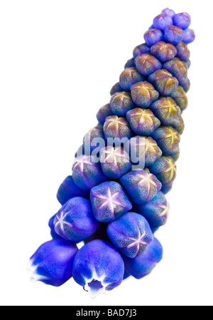 Blue Vibrant Grape Hyacinth (Blue Spike) Flower on a White Background Stock Photo