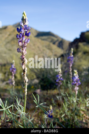 Desert Lupine also called Coulter's Lupine Lupinus sparsiflorus These were in Arizona They are a member of the Pea family Stock Photo