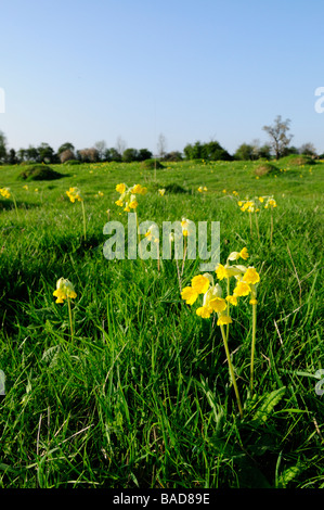 Cowslips at Upwood Meadows NNR,  Upwood, cambridgeshire England UK Stock Photo