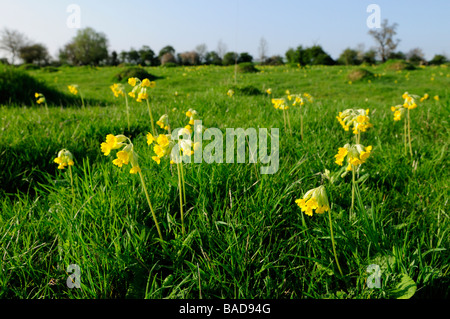 Cowslips at Upwood Meadows NNR,  Upwood, cambridgeshire England UK Stock Photo