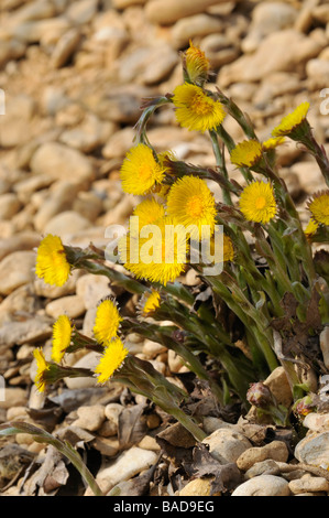 Colts Foot Tussilago farfara Flowering on gravel Stock Photo