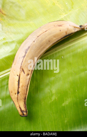 Banana steamed is a type of plaintain widely grown in kerala & this ...