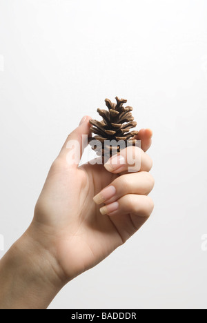 Woman's hand holding a pine cone against a white background Stock Photo