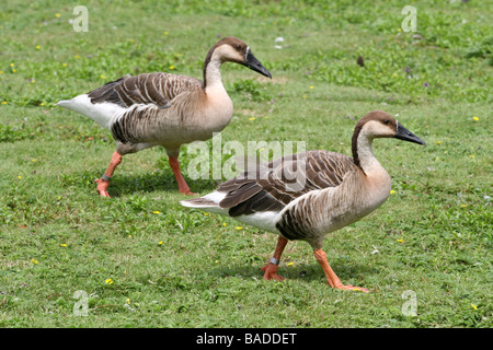 Pair Of Swan Geese Anser cygnoides Walking On Grass In Sunlight at Martin Mere WWT, Lancashire UK Stock Photo