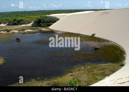 Sand dunes and rainwater lakes at Santo Amaro, Lencois Maranhenses National Park, Maranhao, Brazil Stock Photo