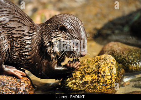 Oriental Small clawed Otter Aonyx cinerea also known as Asian Small clawed Otter Stock Photo