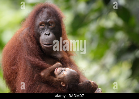 Bornean Orangutan mother holding young baby with bunch of bananas stuffed  in her mouth on platform at Camp Leakey feeding station. Pongo pygmaeus  Stock Photo - Alamy