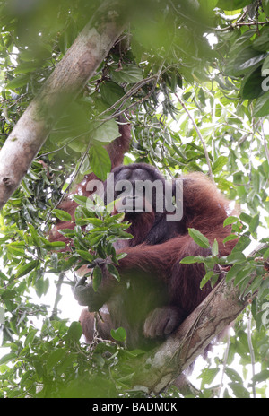 Wild mature male orang utan Pongo pygmaeus Danum Valley Conservation Area Sabah Borneo Stock Photo