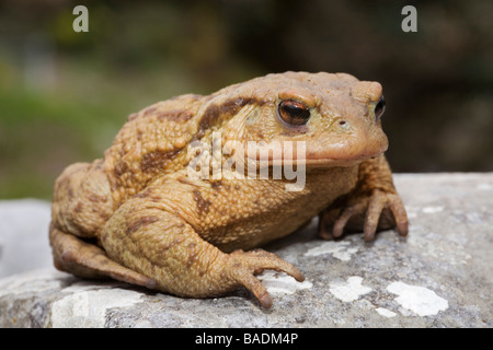Common Toad Bufo bufo Peloponnese Greece Stock Photo