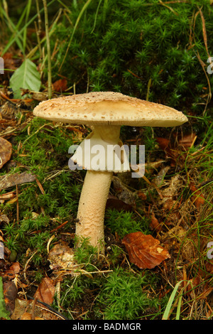 A Blusher fungus Amanita rubescens growing in woodland on moss Limousin France Stock Photo