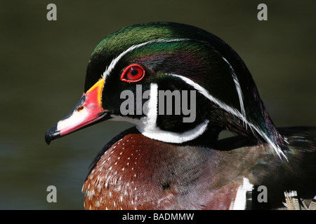 Side View Of Head And Beak Of Male Carolina (Wood) Duck Aix sponsa Taken at Martin Mere WWT, Lancashire UK Stock Photo