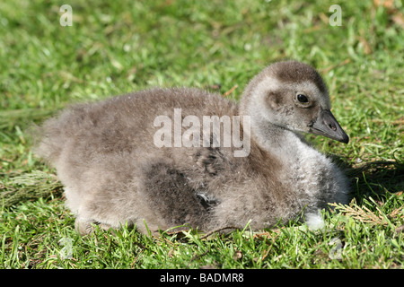 Lone Hawaiian Goose or Nēnē Gosling Branta sandvicensis Sat On Grass Taken At Martin Mere WWT, Lancashire UK Stock Photo