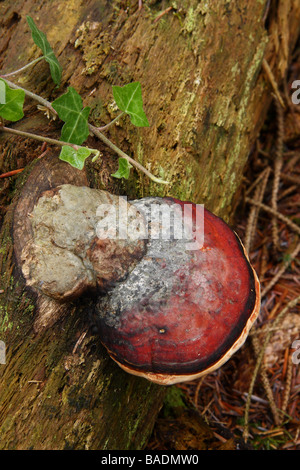 A Phellinus igniarius bracket fungus growing on an old fallen tree Limousin France
