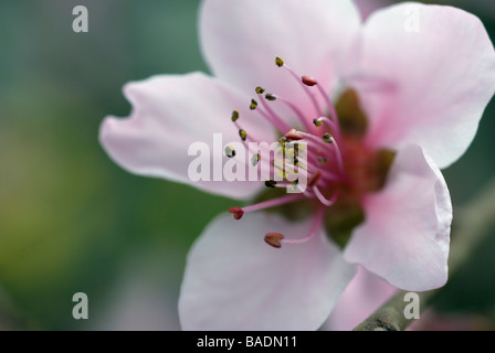 Peregrine peach tree flower close up Stock Photo - Alamy
