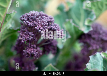 Early Purple Sprouting Broccoli Stock Photo