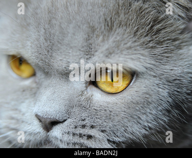 Eyes of a cat A photo close up an eye of a cat Breed British short haired Stock Photo