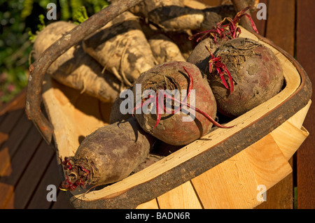 Freshly Dug up Beetroot and Parsnips root veg vegetables vegetable from the garden in a trug Close up Stock Photo