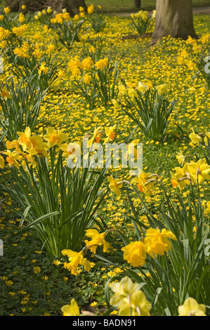 Yellow daffodils colourful colorful flower flowers and lesser celandines flowering in a garden in spring England UK United Kingdom GB Great Britain Stock Photo