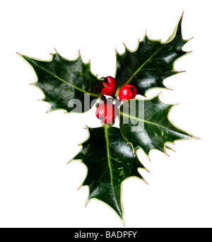 Holly Stock Photo