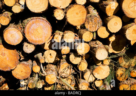 Freshly cut wood log pile, showing clean cut ends. Stock Photo